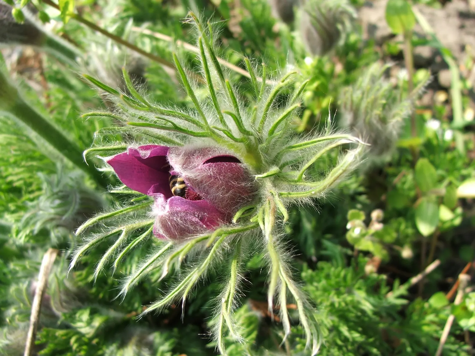 Pasque Flower (Pulsatilla Vulgaris) — Appreciated for its ornamental value; blue flowers in the garden, image 133