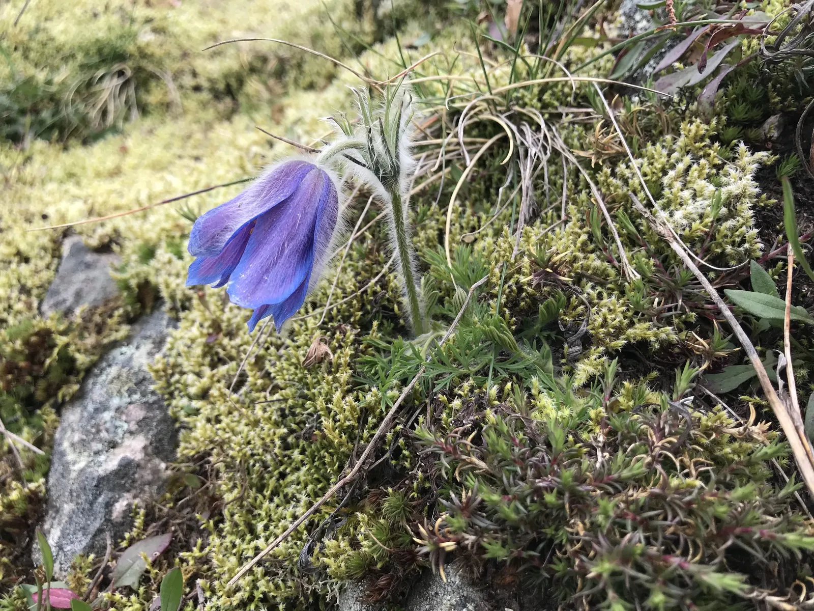Pasque Flower (Pulsatilla Vulgaris) — adding a warm contrast.<br><br>As the season progresses; adding textured interest to rock gardens and borders, image 143