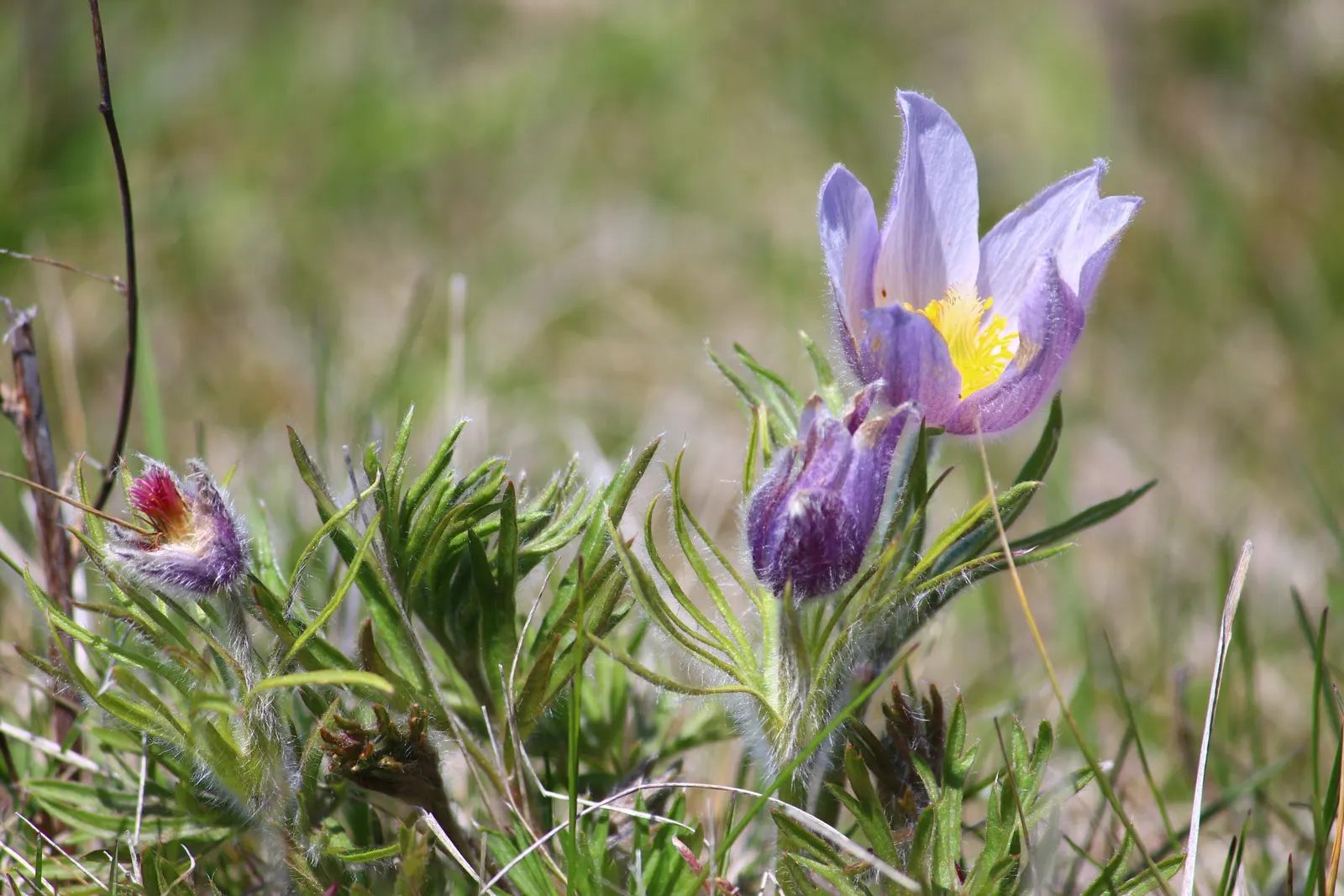 Pasque Flower (Pulsatilla Vulgaris) — the Pasque Flower's distinctive seed heads develop; making it an excellent low-growing ground cover or border