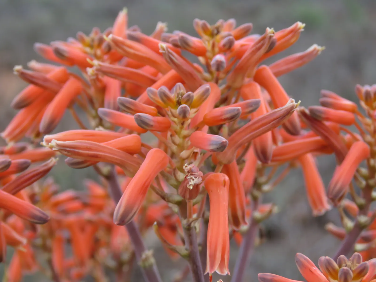 Coral Aloe (Aloe Striata Ssp. Karasbergensis) — Prefers well-draining soil, full sun to partial shade, and minimal maintenance