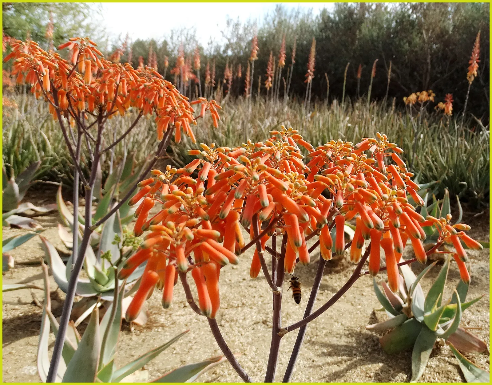 Coral Aloe (Aloe Striata Ssp. Karasbergensis) — reaching a modest size of roughly 18 to 24 inches high and wide