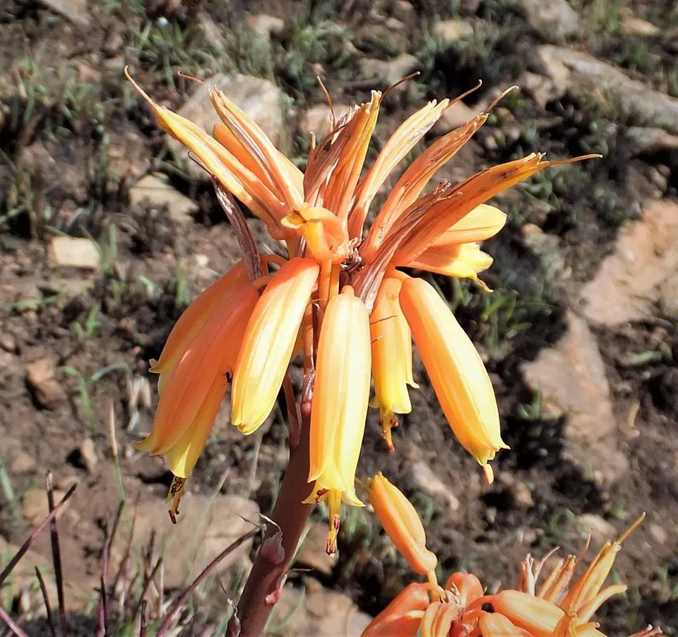 Coral Aloe (Aloe Striata Ssp. Karasbergensis) — karasbergensis is in full sun to partial shade, in well-draining soil