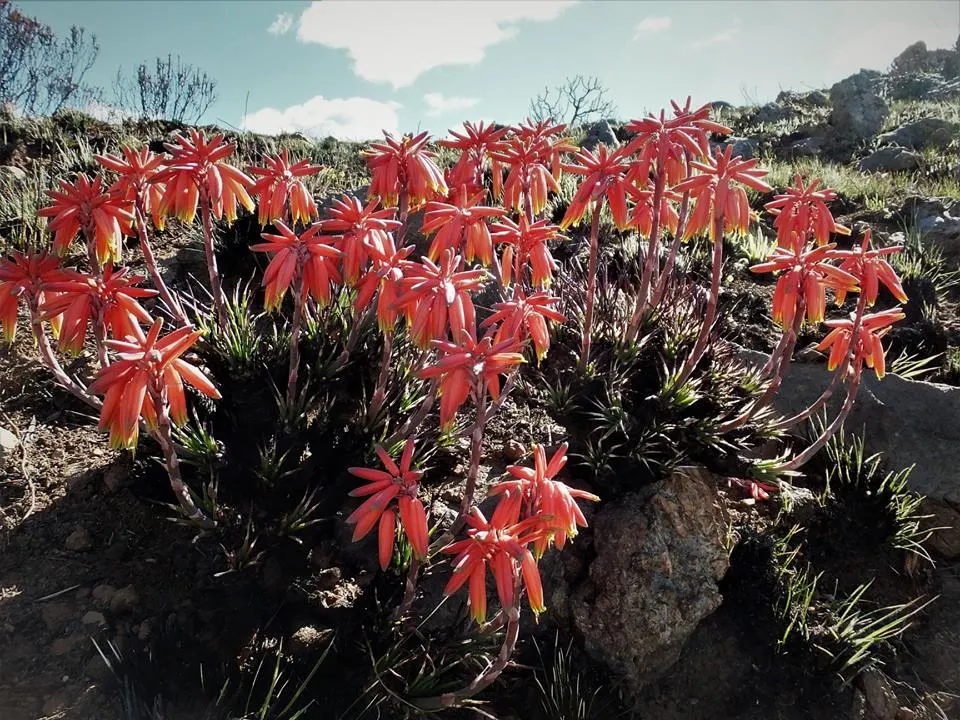 Coral Aloe (Aloe Striata Ssp. Karasbergensis) — As part of a landscape design