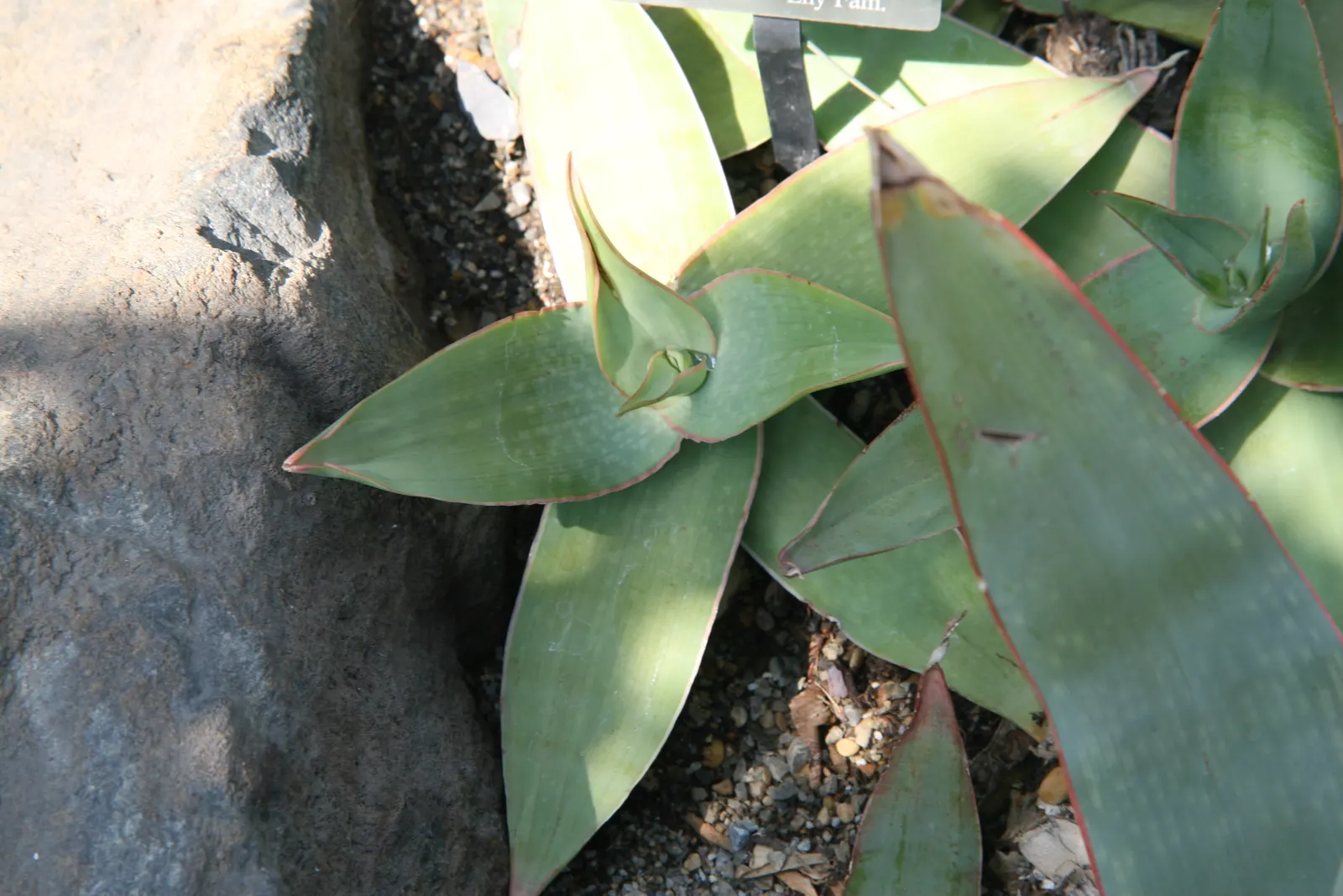Coral Aloe (Aloe Striata Ssp. Karasbergensis) — The Coral Aloe (Aloe striata ssp; in late winter to early spring