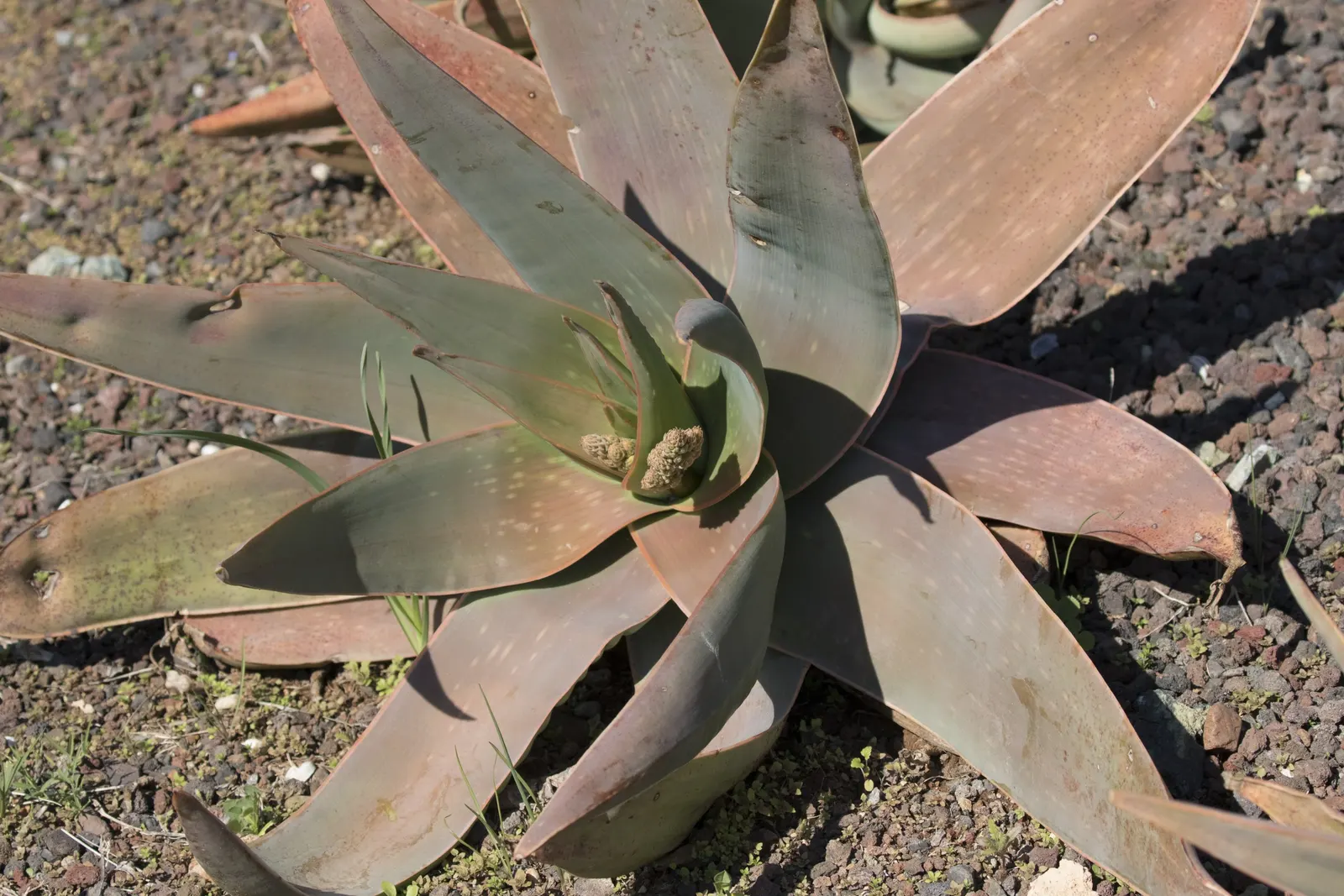 Coral Aloe (Aloe Striata Ssp. Karasbergensis) — It boasts smooth, coral-edged leaves, forming rosettes up to 18 inches wide
