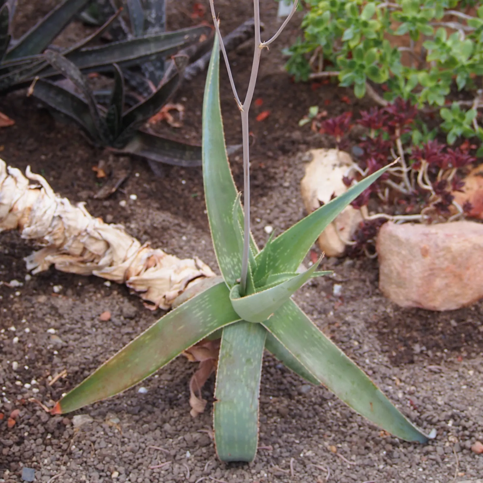 Coral Aloe (Aloe Striata Ssp. Karasbergensis) — The Coral Aloe, scientifically known as Aloe striata ssp