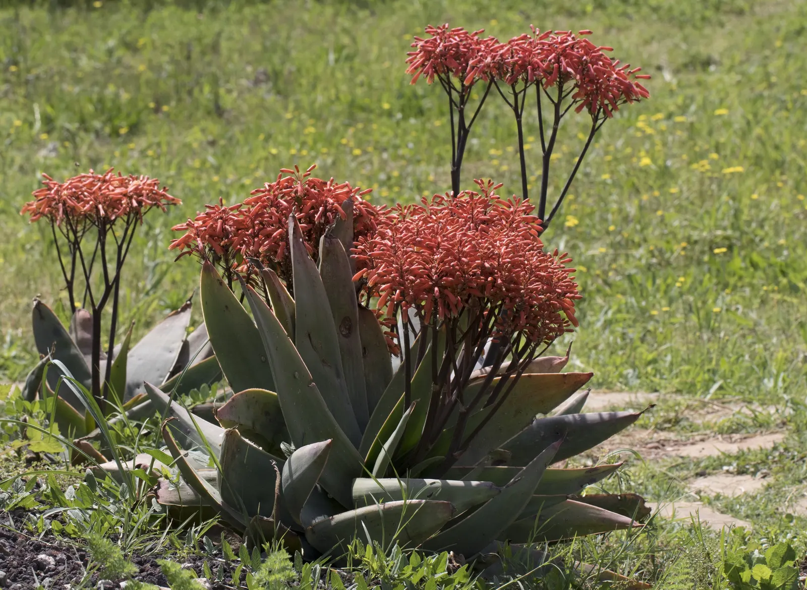 Coral Aloe (Aloe Striata Ssp. Karasbergensis) — In late winter to early spring; as part of a landscape design