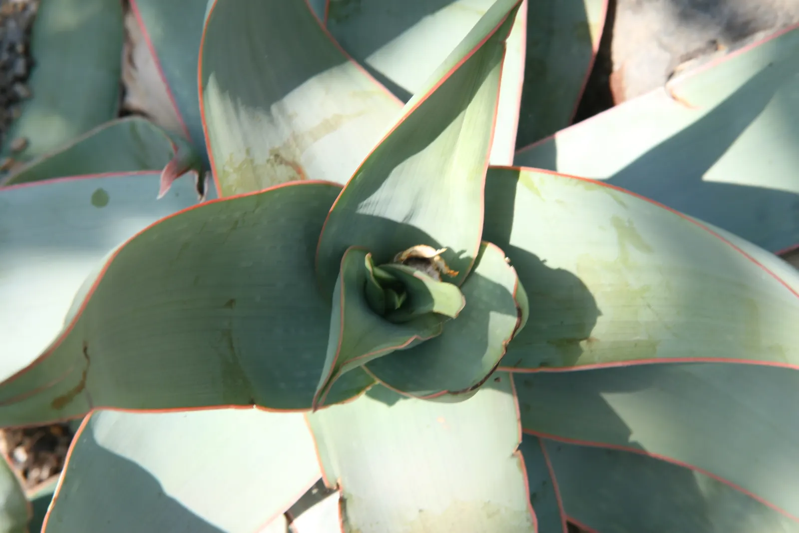 Coral Aloe (Aloe Striata Ssp. Karasbergensis) — this hardy plant sends up 2-foot tall flower spikes; the Coral Aloe (Aloe striata ssp