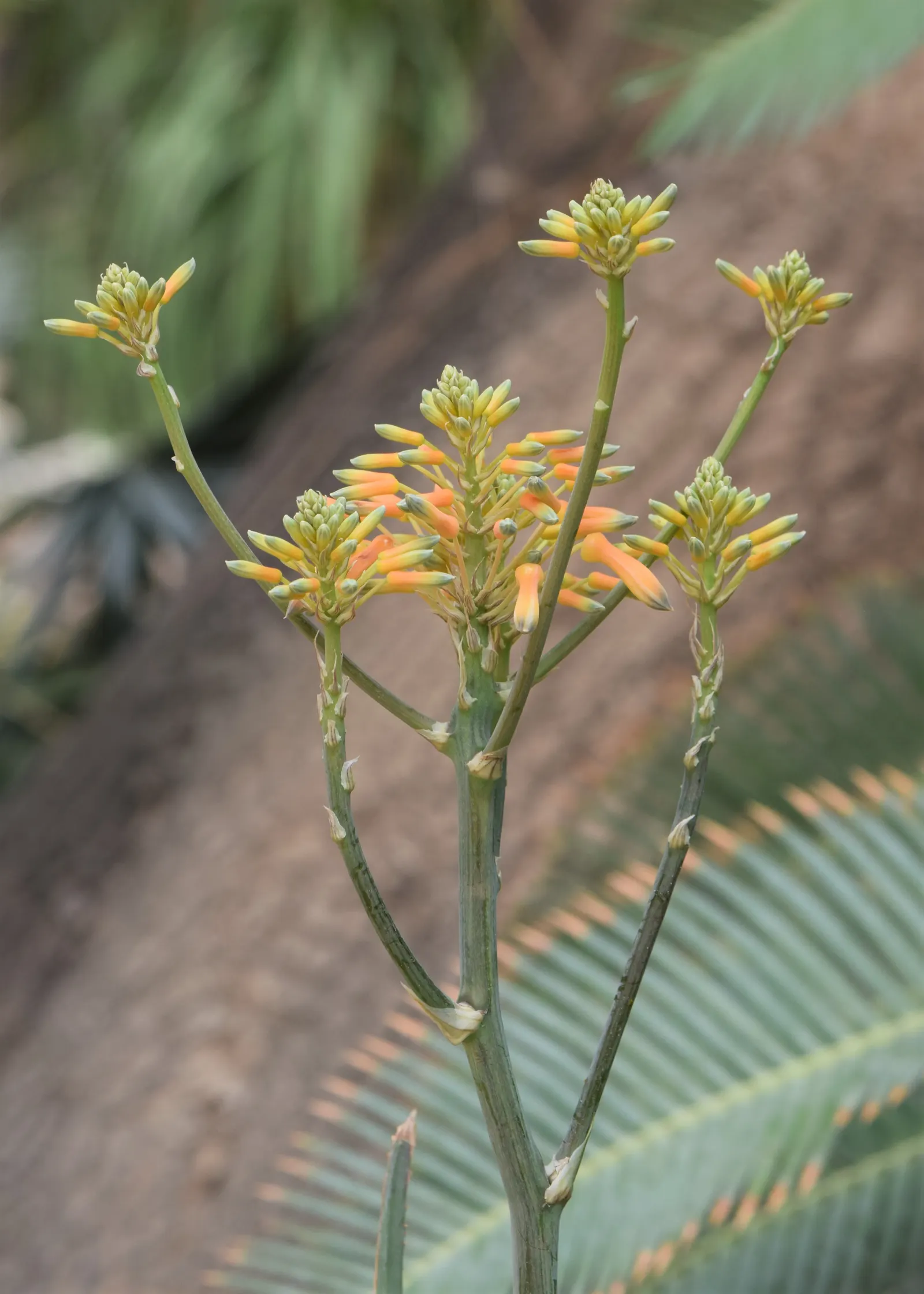 Coral Aloe (Aloe Striata Ssp. Karasbergensis) — karasbergensis typically grows in a rosette pattern