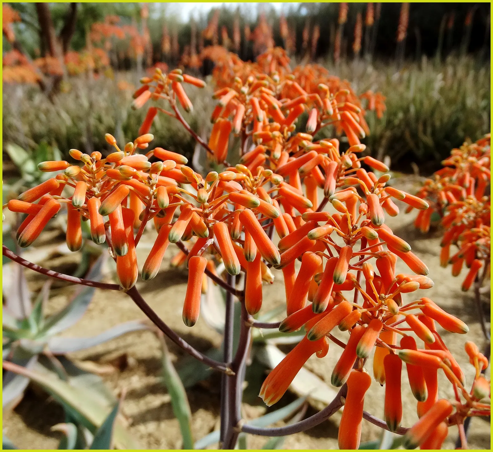 Coral Aloe (Aloe Striata Ssp. Karasbergensis) — Native to southern Africa