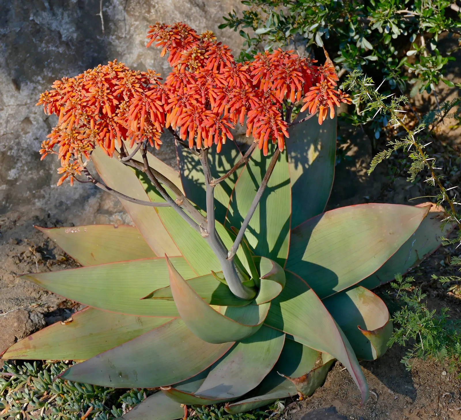 Coral Aloe (Aloe Striata Ssp. Karasbergensis) — this hardy plant sends up 2-foot tall flower spikes