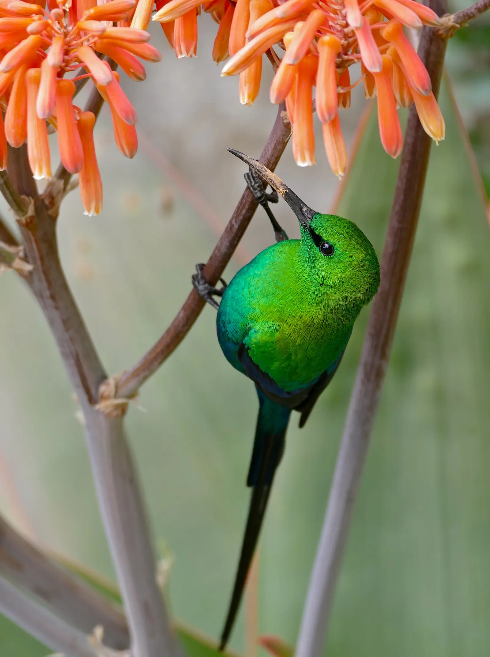 Coral Aloe (Aloe Striata Ssp. Karasbergensis) — requiring minimal maintenance and offering year-round visual interest