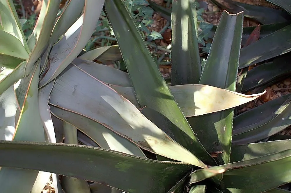 Coral Aloe (Aloe Striata Ssp. Karasbergensis) — soaring up to about 2 to 3 feet above the foliage