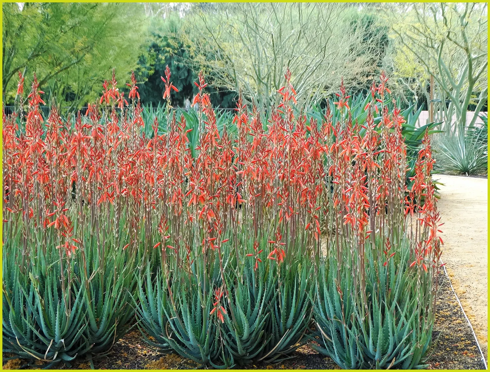 Coral Aloe (Aloe Striata Ssp. Karasbergensis) — lacking the spines found on many other aloe species