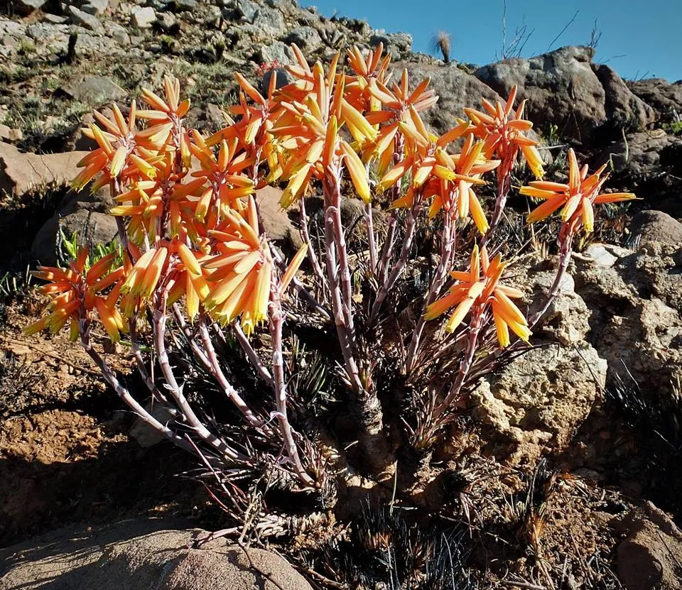 Coral Aloe (Aloe Striata Ssp. Karasbergensis) — red flowers in the garden