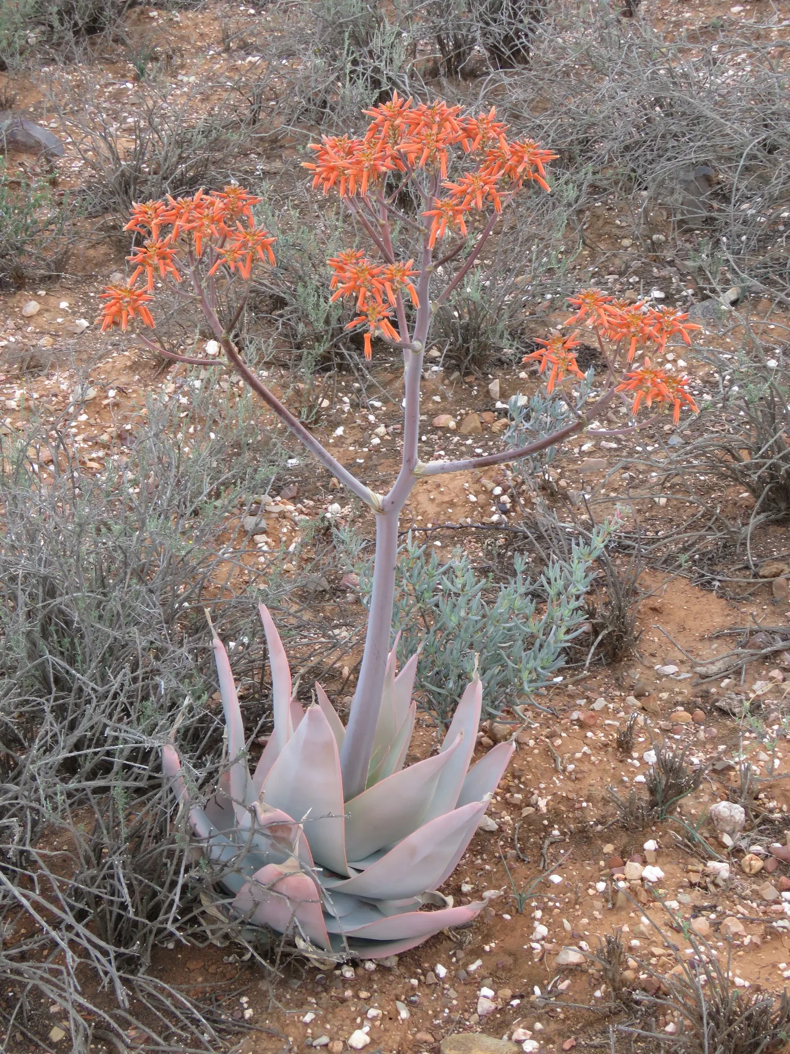 Coral Aloe (Aloe Striata Ssp. Karasbergensis) — Native to southern Africa; <br><br>The Aloe striata ssp