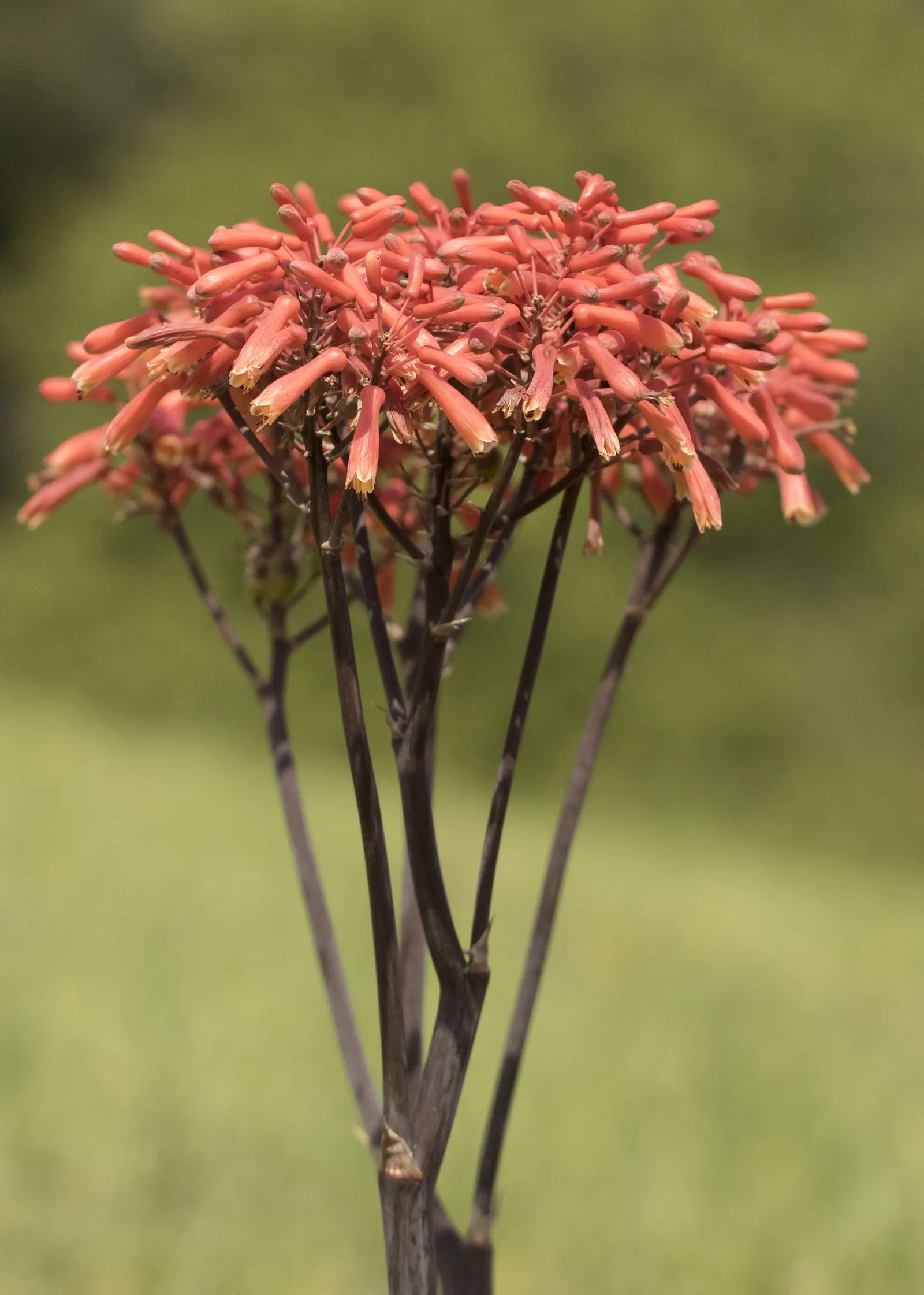 Coral Aloe (Aloe Striata Ssp. Karasbergensis) — showcasing vibrant coral-pink blooms that attract pollinators; hardy to 20&deg;F, it's an excellent