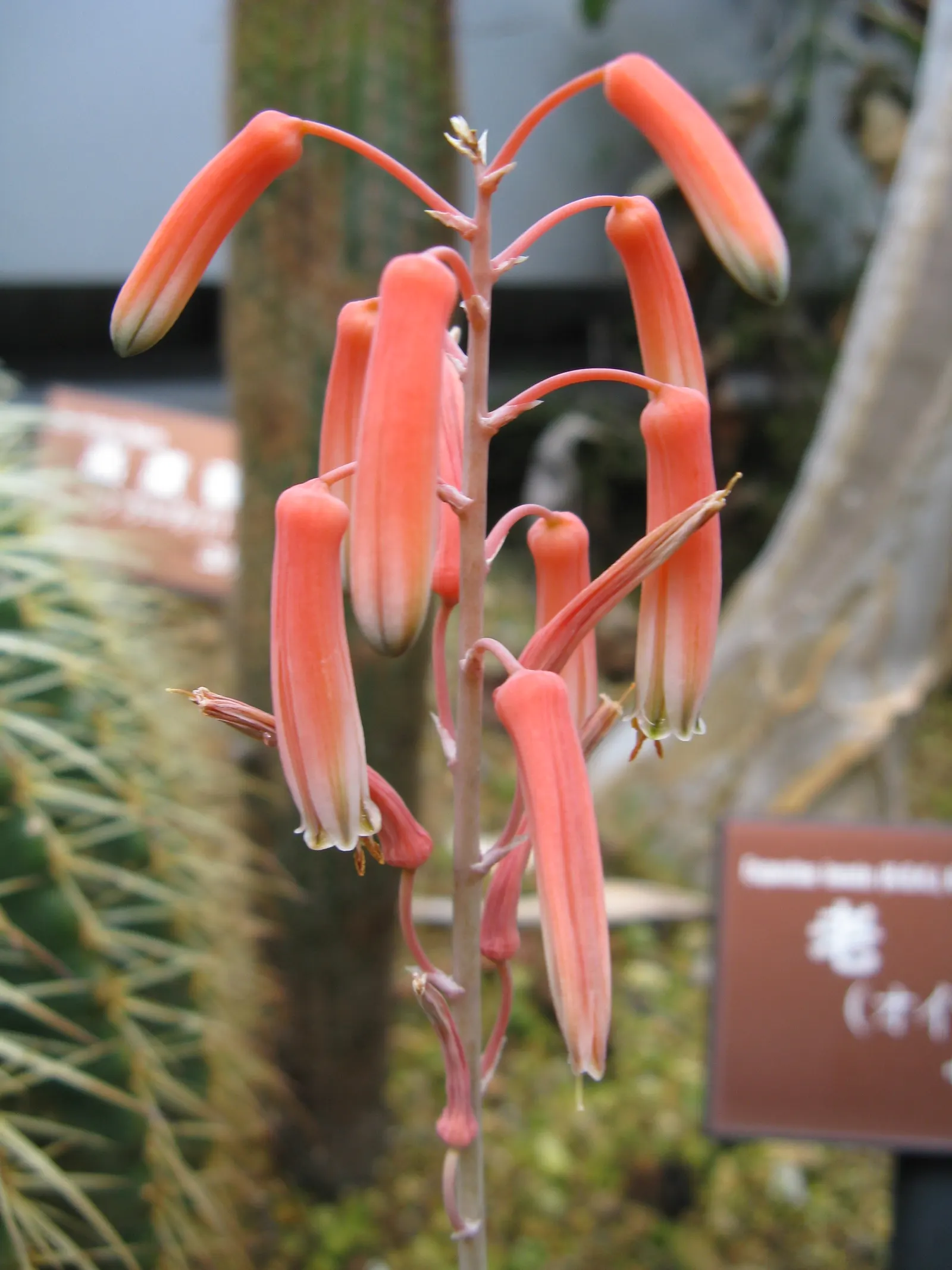 Coral Aloe (Aloe Striata Ssp. Karasbergensis) — The Coral Aloe (Aloe striata ssp