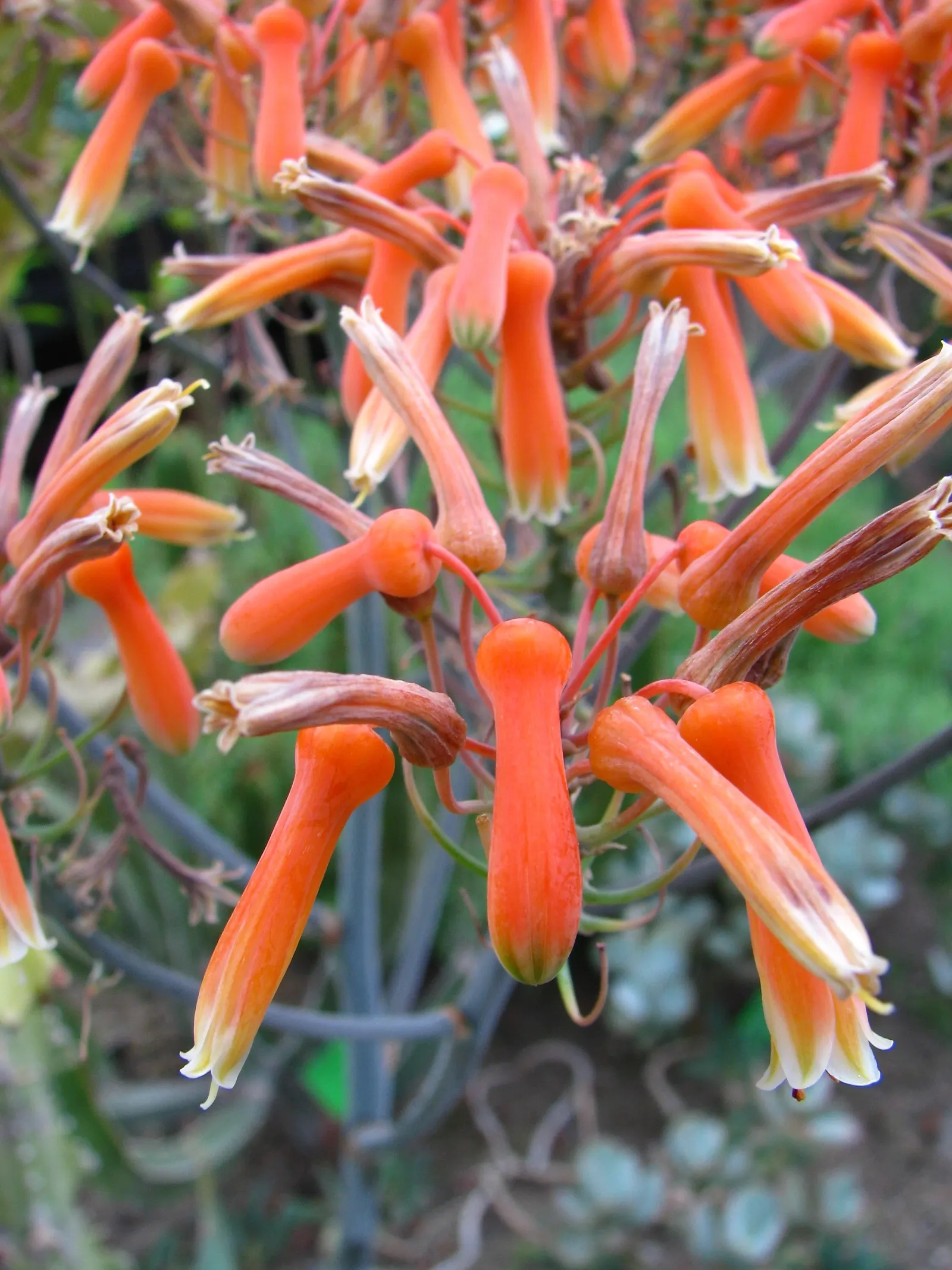 Coral Aloe (Aloe Striata Ssp. Karasbergensis) — Hardy to 20&deg;F, it's an excellent low-maintenance choice for modern landscapes