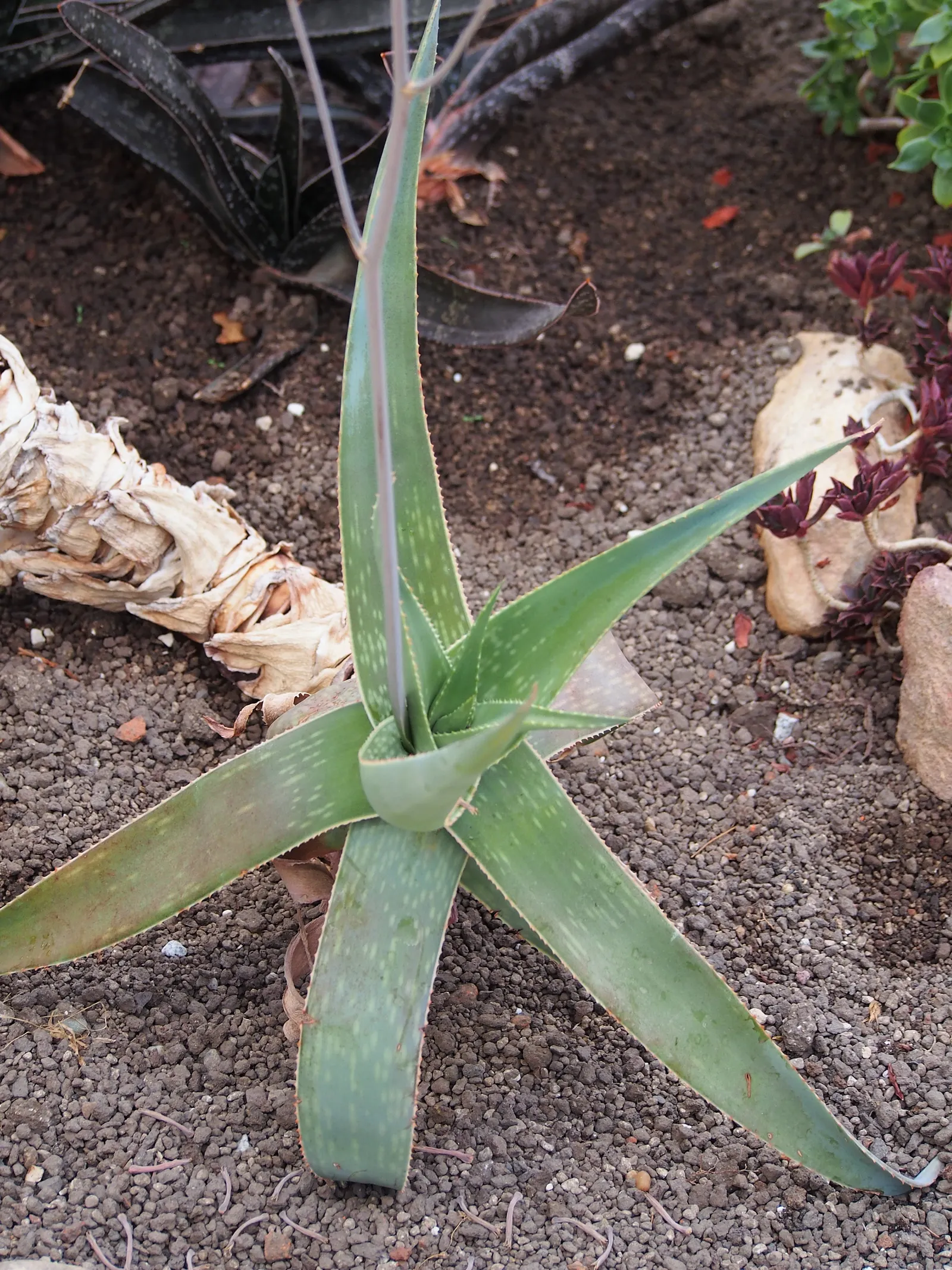 Coral Aloe (Aloe Striata Ssp. Karasbergensis) — which can span up to 18 inches long and 3 to 4 inches wide