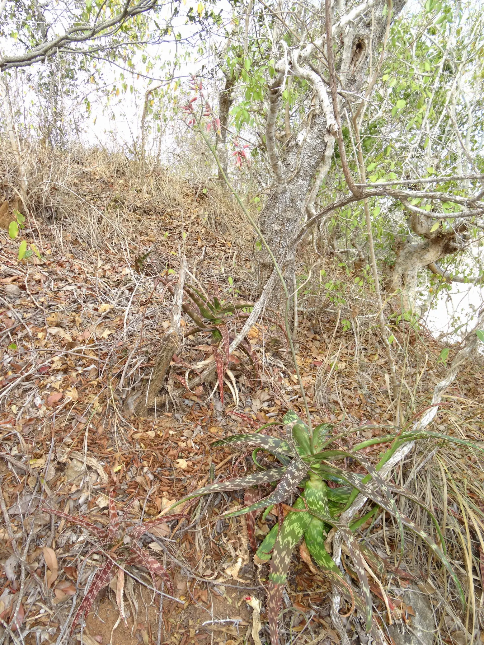 Coral Aloe (Aloe Striata Ssp. Karasbergensis) — In late winter to early spring