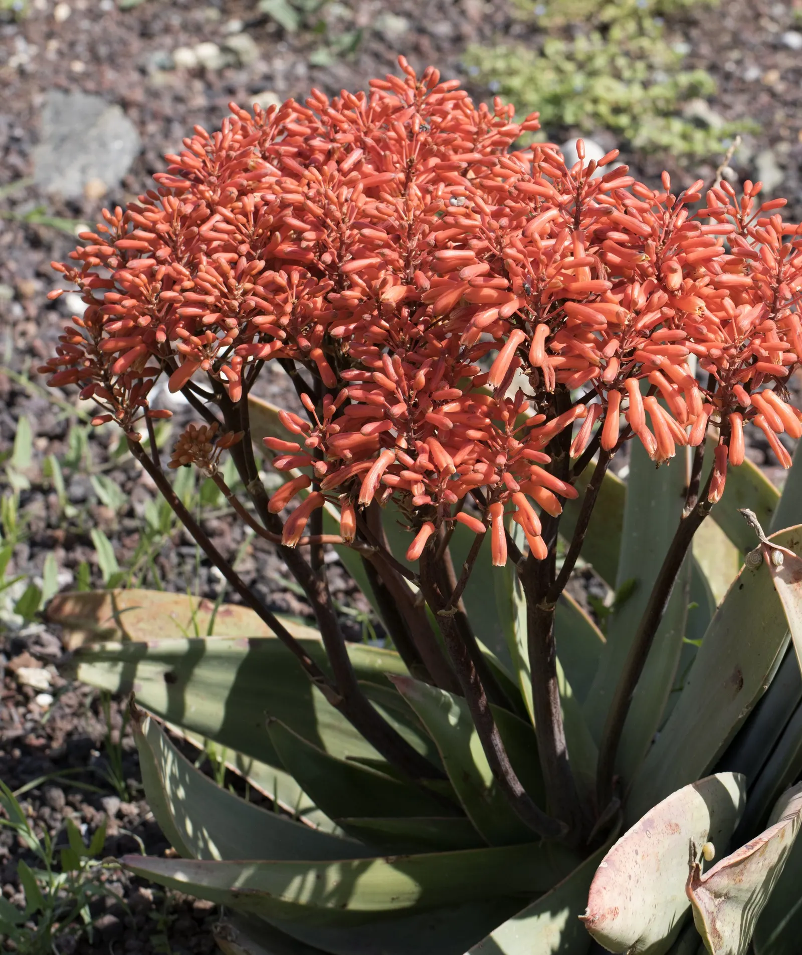 Coral Aloe (Aloe Striata Ssp. Karasbergensis) — karasbergensis) is a striking, water-wise succulent, ideal for xeriscaping; native to southern Africa
