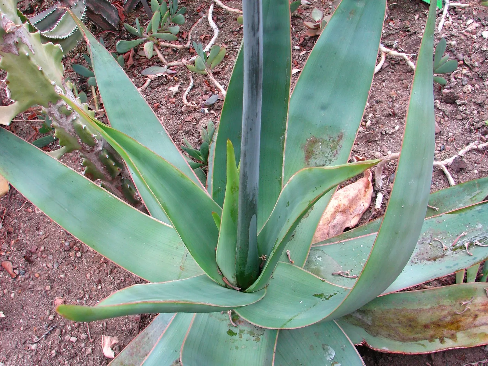Coral Aloe (Aloe Striata Ssp. Karasbergensis) — showcasing vibrant coral-pink blooms that attract pollinators