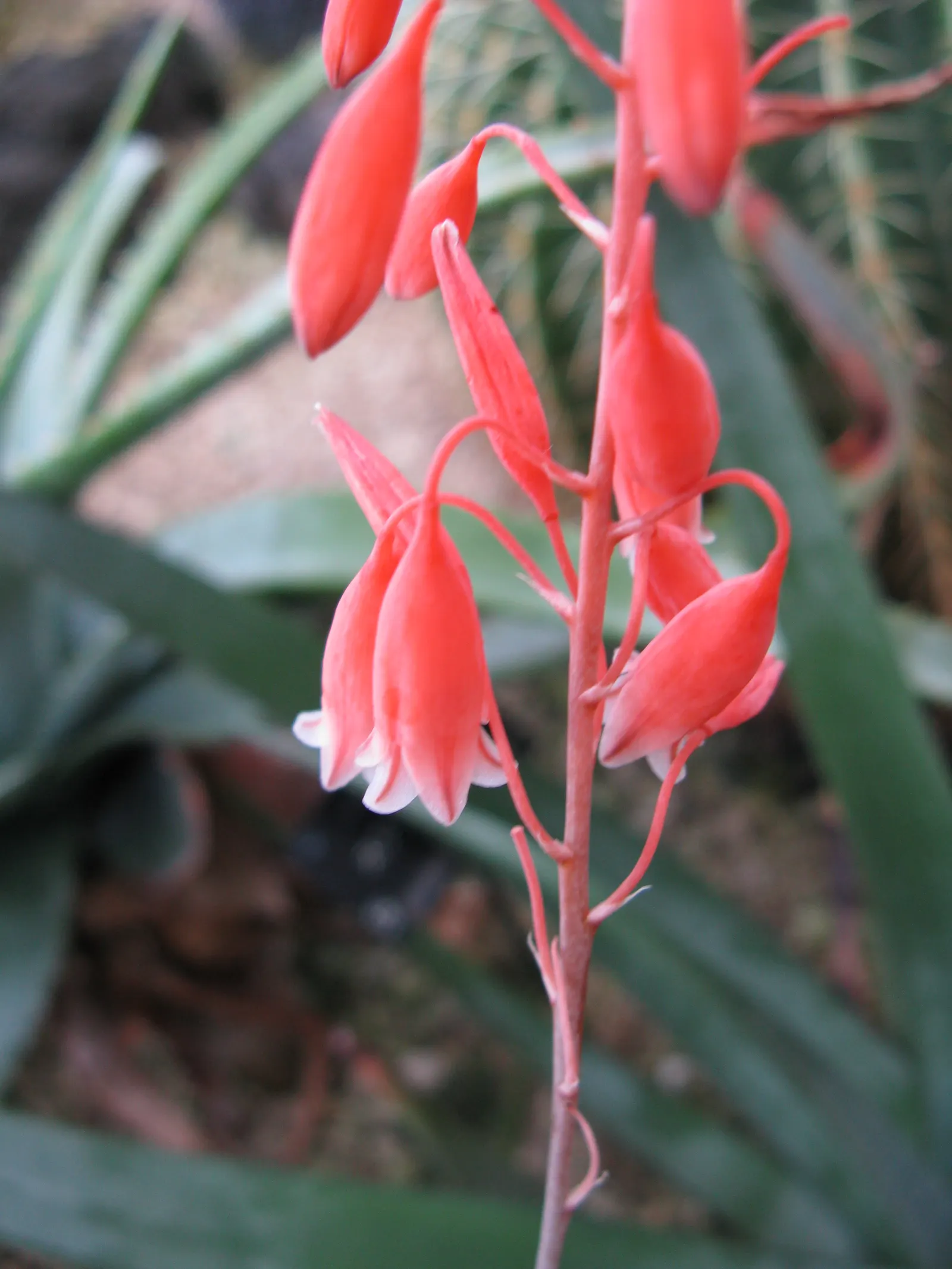 Coral Aloe (Aloe Striata Ssp. Karasbergensis) — karasbergensis, presents a striking addition to any water-wise garden design