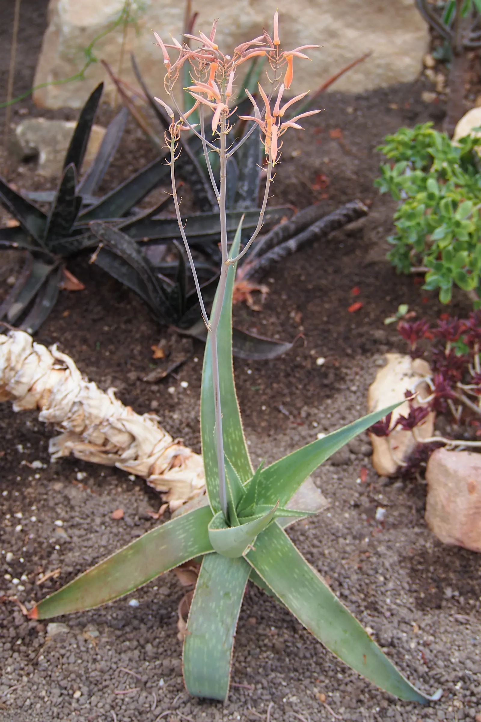 Coral Aloe (Aloe Striata Ssp. Karasbergensis) — <br><br>The Aloe striata ssp