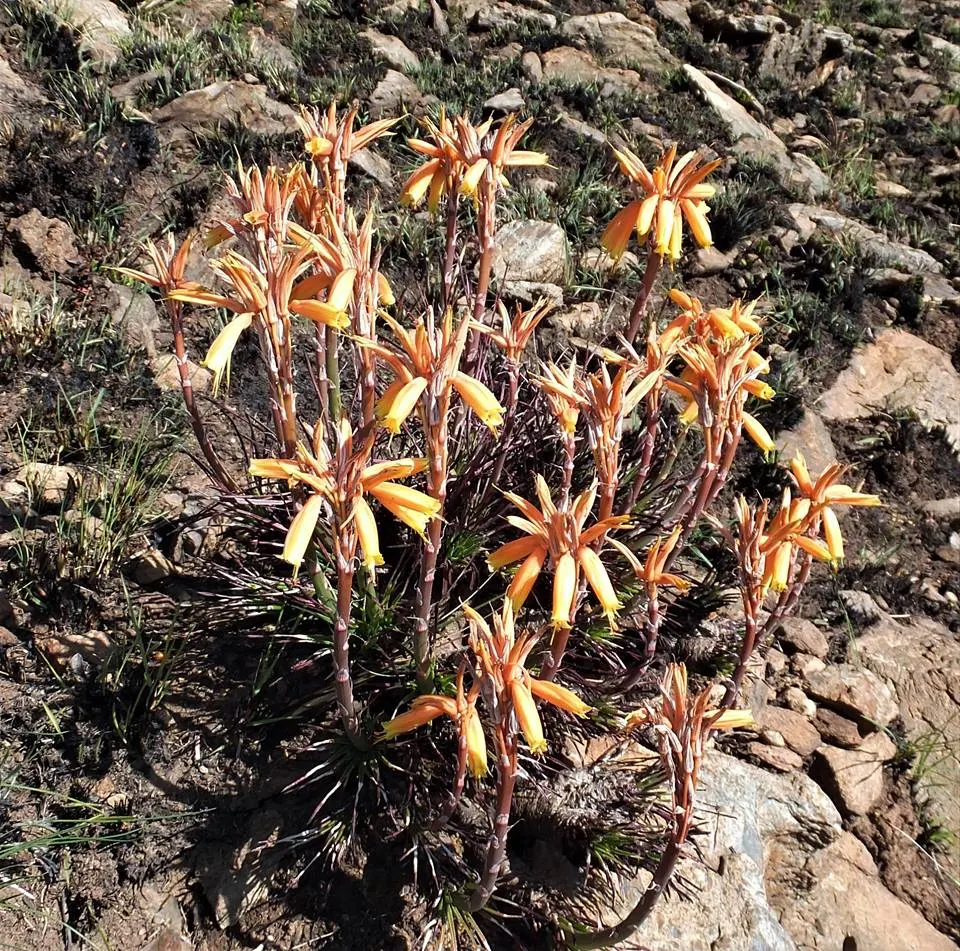 Coral Aloe (Aloe Striata Ssp. Karasbergensis) — succulent for full or half or shade