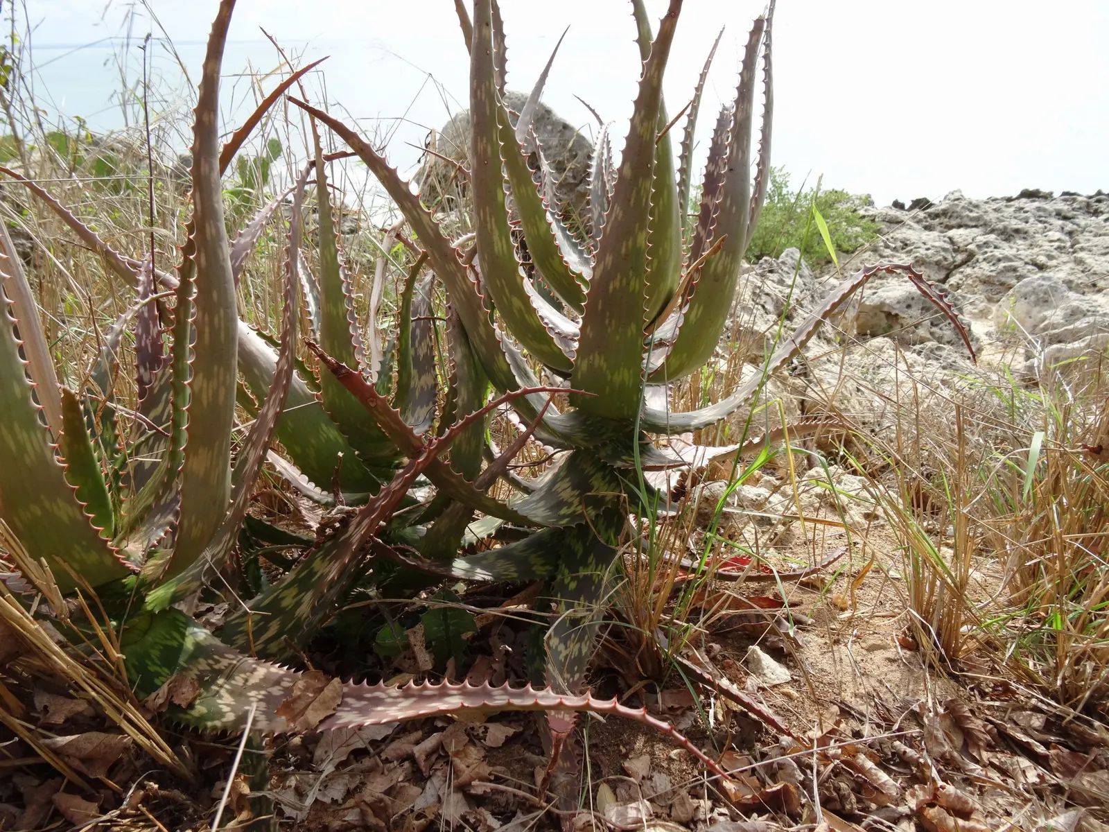 Coral Aloe (Aloe Striata Ssp. Karasbergensis) — are a soft green to blue-green hue with brightly colored edges