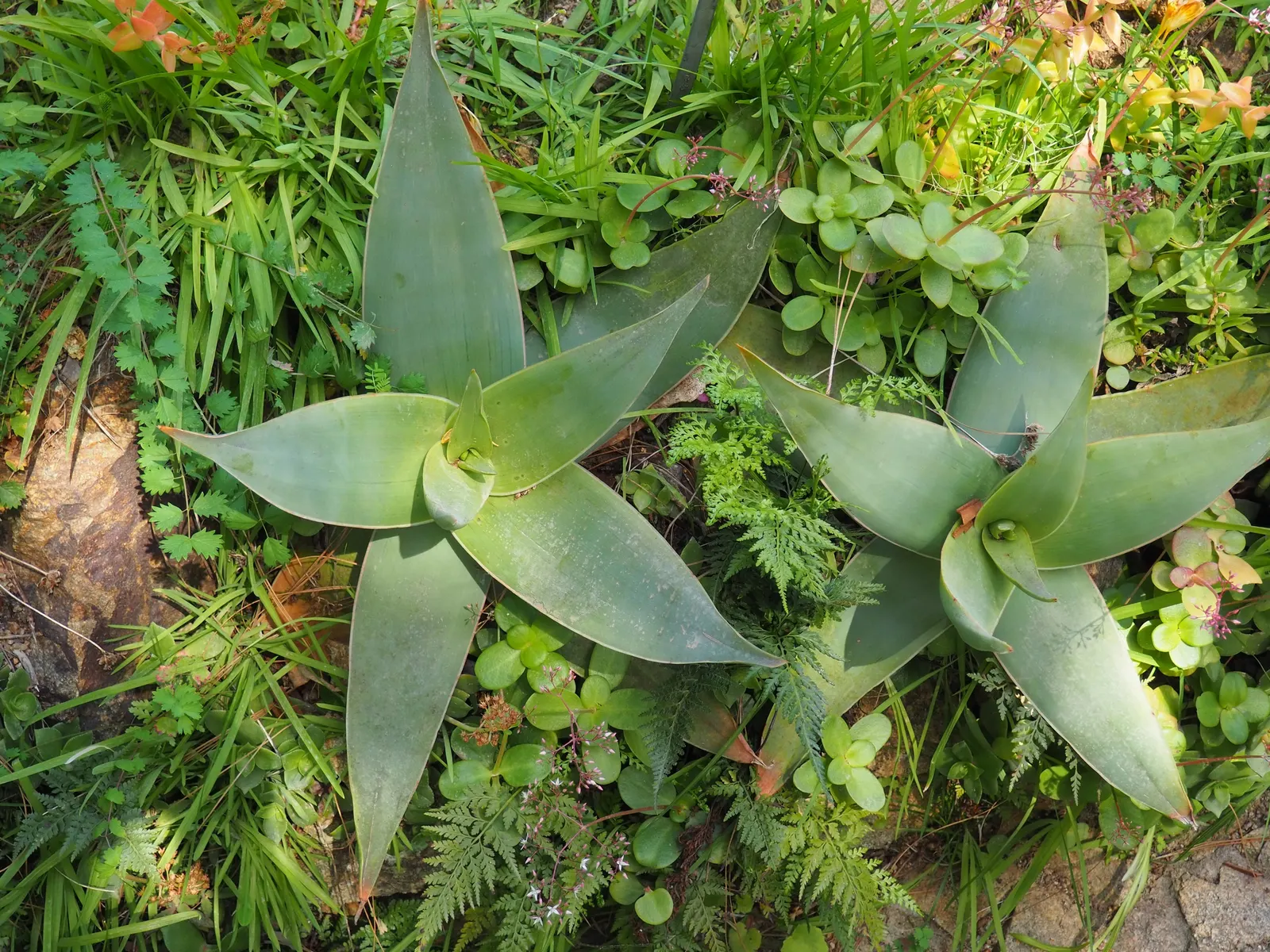 Coral Aloe (Aloe Striata Ssp. Karasbergensis) — Prefers well-draining soil, full sun to partial shade, and minimal maintenance; which can span up to 18 inches