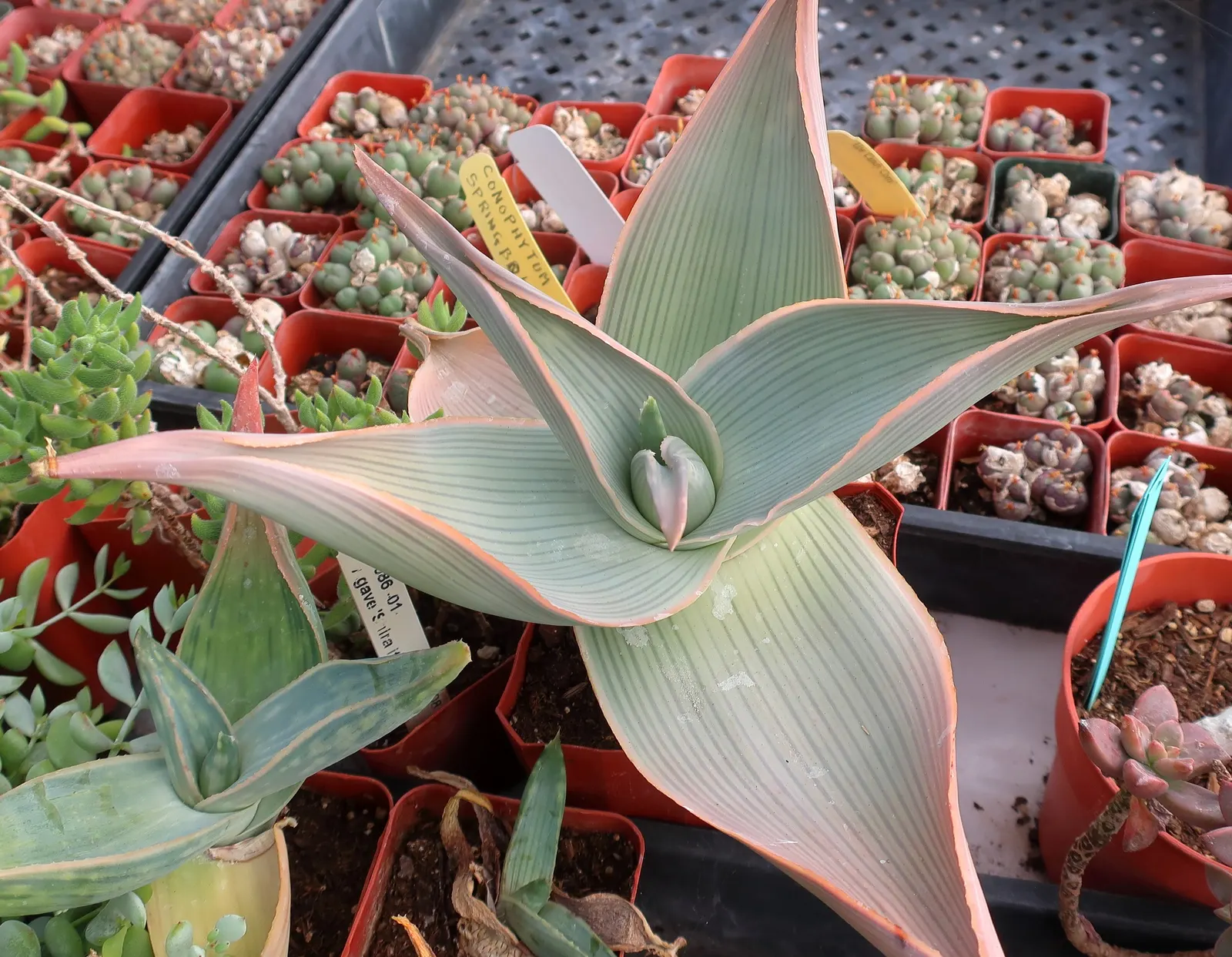 Coral Aloe (Aloe Striata Ssp. Karasbergensis) — The spikes boast tubular coral-pink to orange blooms