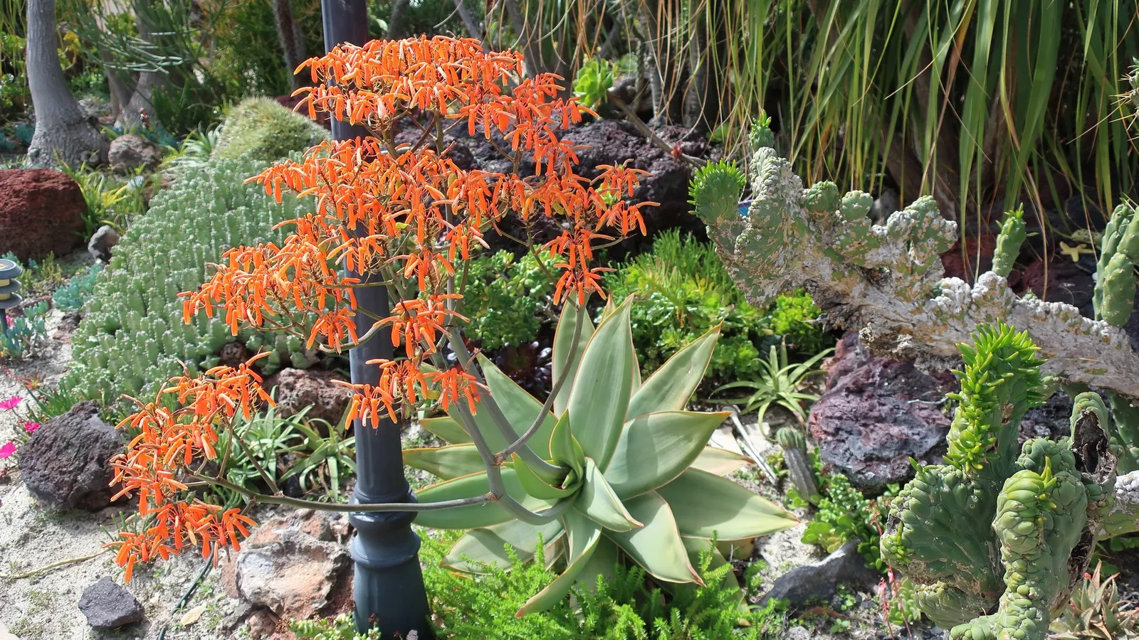 Coral Aloe (Aloe Striata Ssp. Karasbergensis) — karasbergensis) is a striking, water-wise succulent, ideal for xeriscaping