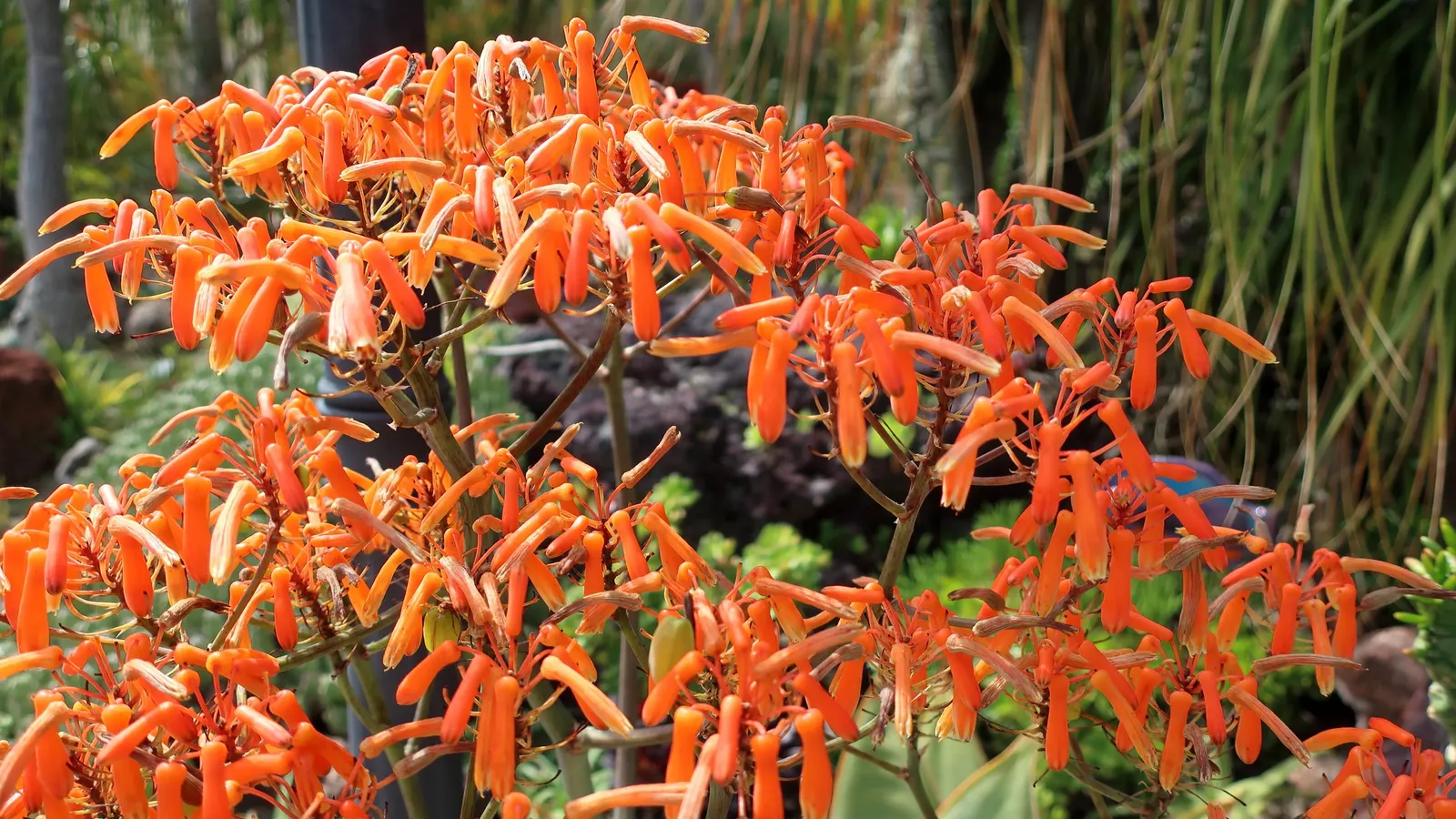 Coral Aloe (Aloe Striata Ssp. Karasbergensis) — including hummingbirds.<br><br>An ideal planting location for Aloe striata ssp