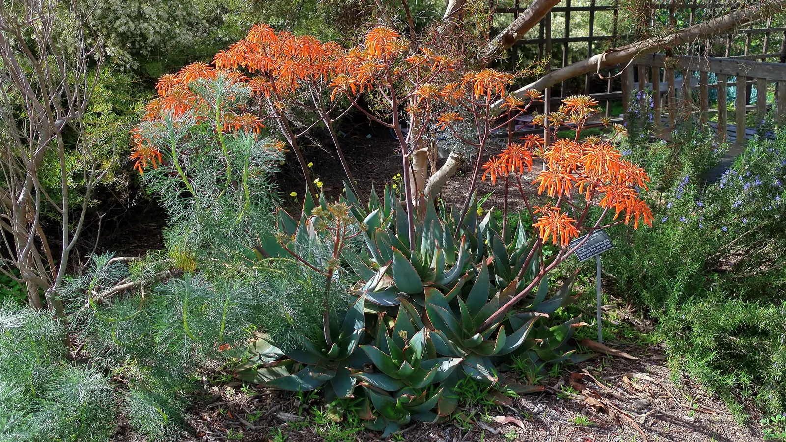 Coral Aloe (Aloe Striata Ssp. Karasbergensis) — or as a striking container specimen