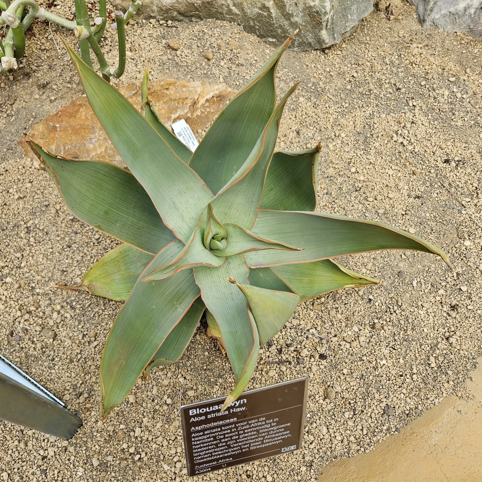 Coral Aloe (Aloe Striata Ssp. Karasbergensis) — succulent with red blooms