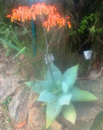 Coral Aloe (Aloe Striata Ssp. Karasbergensis) — Coral Aloe produces tall flower spikes