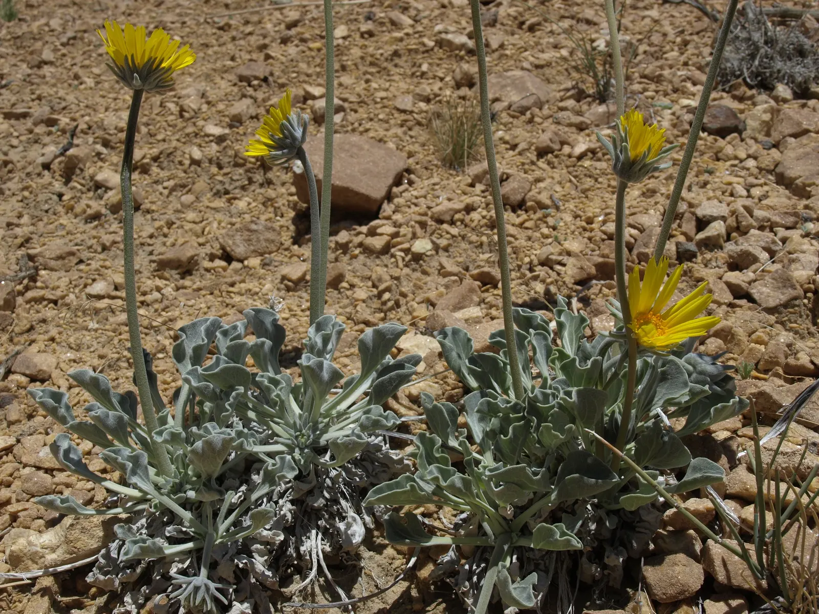 Desert Tea, Mormon Tea (Ephedra Nevadensis) — commonly known as Desert Tea or Mormon Tea