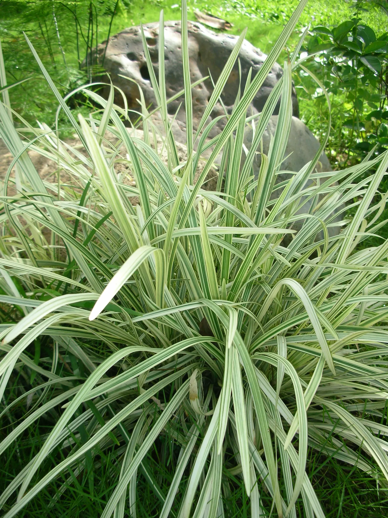 Dwarf Mondo Grass (Ophiopogon Japonicus 'Nana') — Dwarf Mondo Grass (Ophiopogon japonicus 'Nana') is a hardy, evergreen ground cover reaching 3-4 inches tall