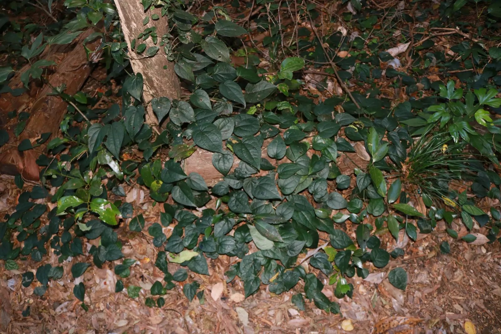 Dwarf Mondo Grass (Ophiopogon Japonicus 'Nana') — It forms dense, dark green, grass-like clumps and thrives in partial to full shade