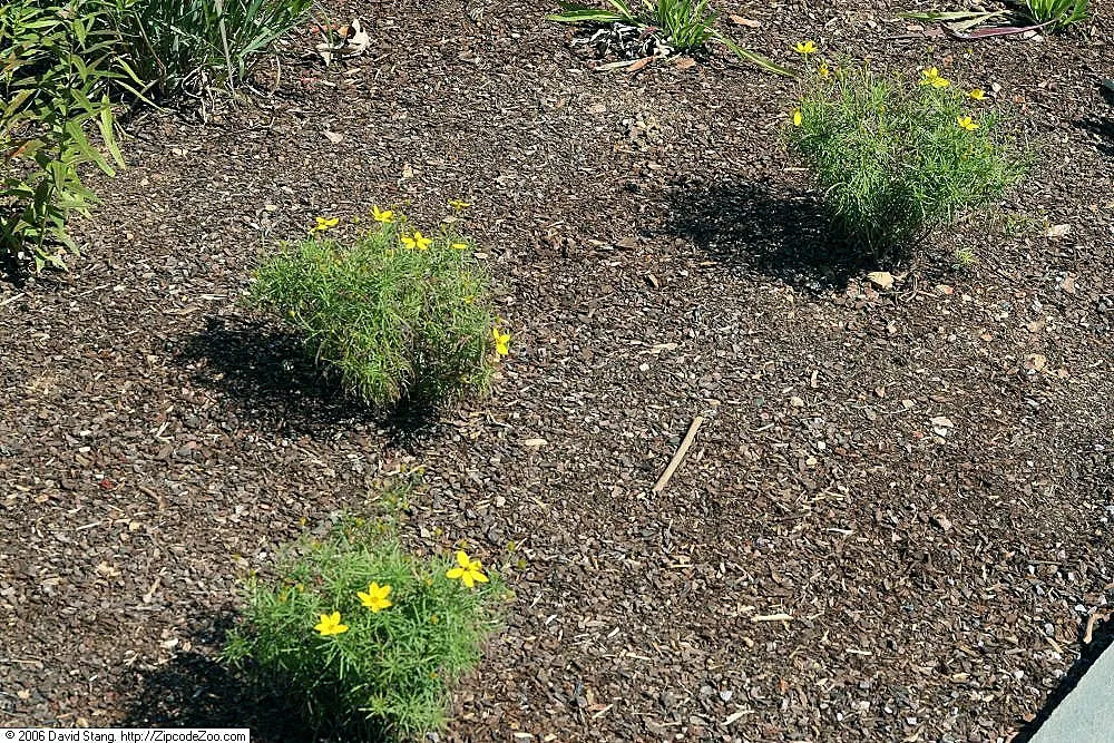 Zagreb Thread Leaf Coreopsis (Coreopsis Verticillata 'Zagreb') — while its nectar-rich blooms attract butterflies and other pollinators from mid-summer to