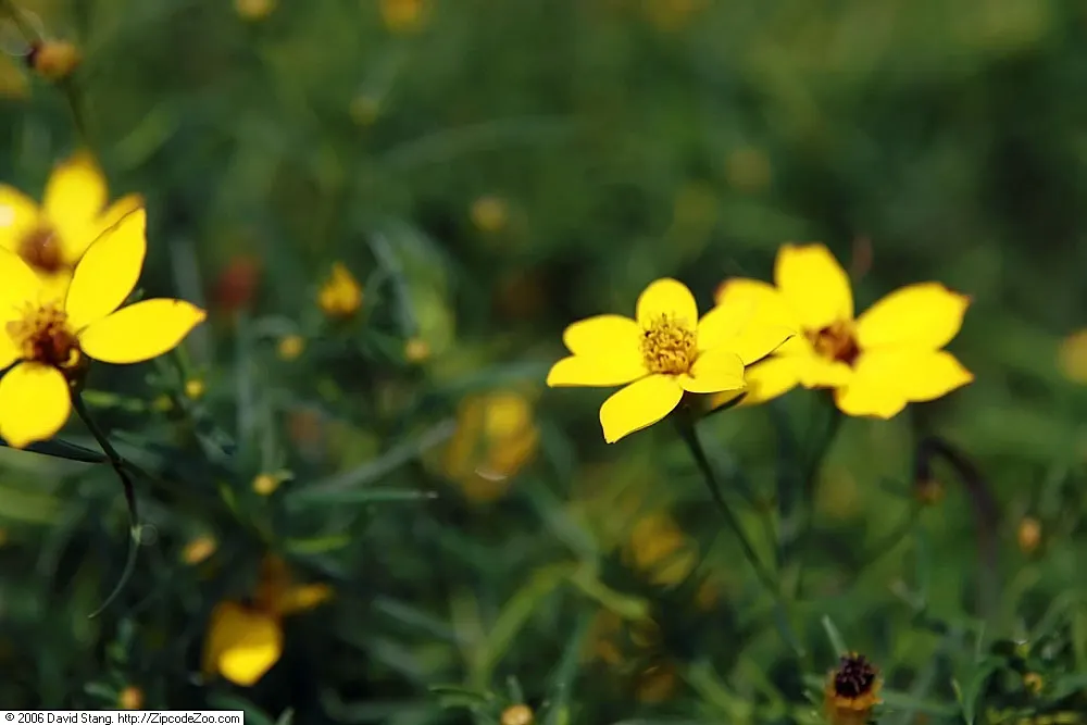 Zagreb Thread Leaf Coreopsis (Coreopsis Verticillata 'Zagreb') — known for its reliability and ease of care