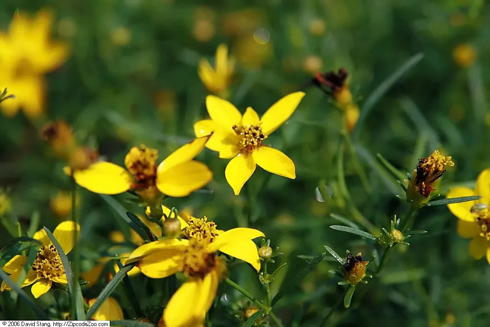 Zagreb Thread Leaf Coreopsis (Coreopsis Verticillata 'Zagreb') — golden-yellow flowers that bloom atop slender