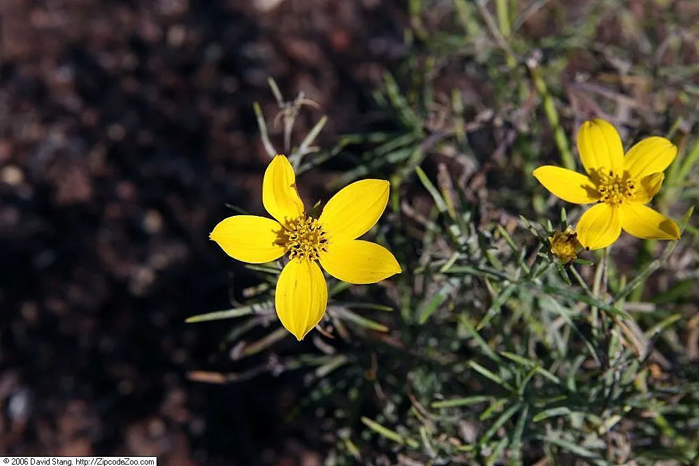 Zagreb Thread Leaf Coreopsis (Coreopsis Verticillata 'Zagreb') — Coreopsis 'Zagreb' performs best in well-drained soil and thrives in full sun
