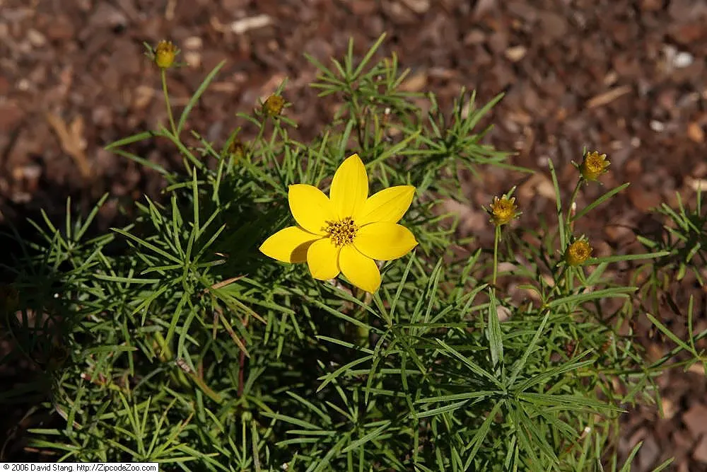 Zagreb Thread Leaf Coreopsis (Coreopsis Verticillata 'Zagreb') — It boasts a long flowering season from early summer to fall