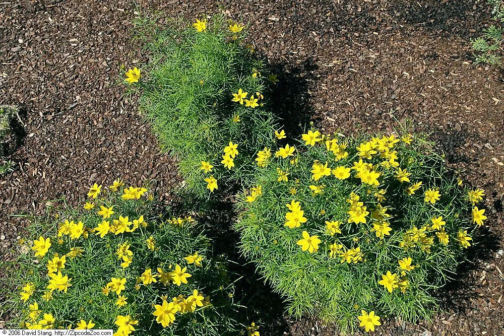 Zagreb Thread Leaf Coreopsis (Coreopsis Verticillata 'Zagreb') — making it ideal for a low-maintenance landscape design