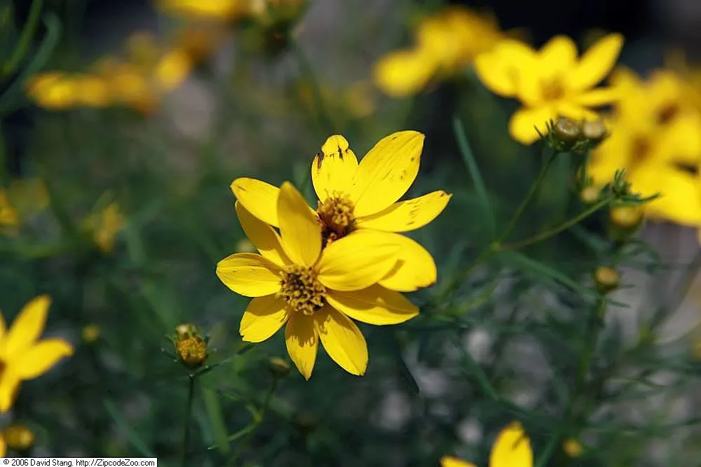 Zagreb Thread Leaf Coreopsis (Coreopsis Verticillata 'Zagreb') — is a perennial known for its vivid