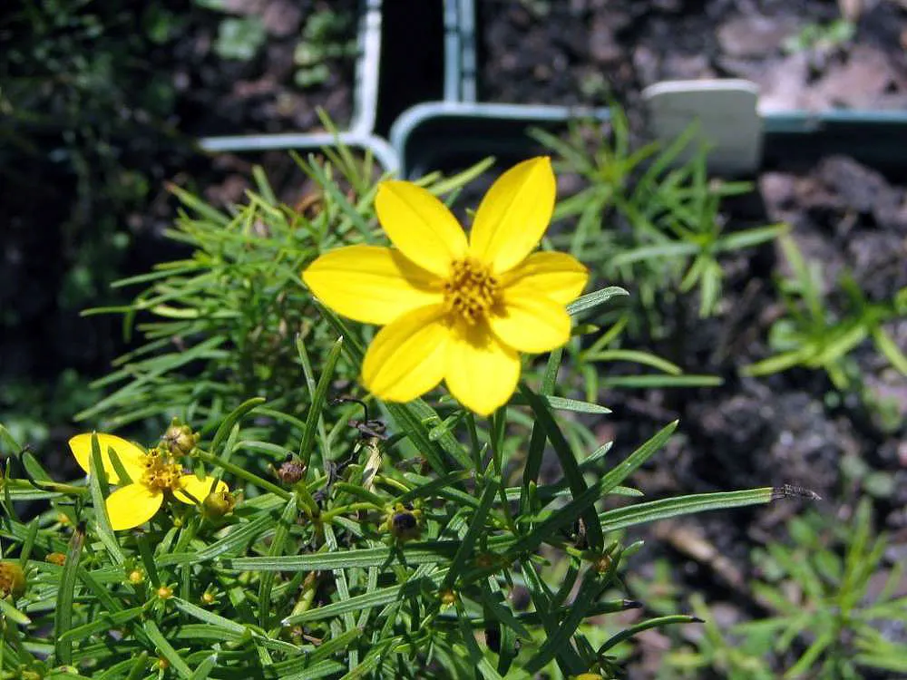Zagreb Thread Leaf Coreopsis (Coreopsis Verticillata 'Zagreb') — this cultivar boasts finely textured