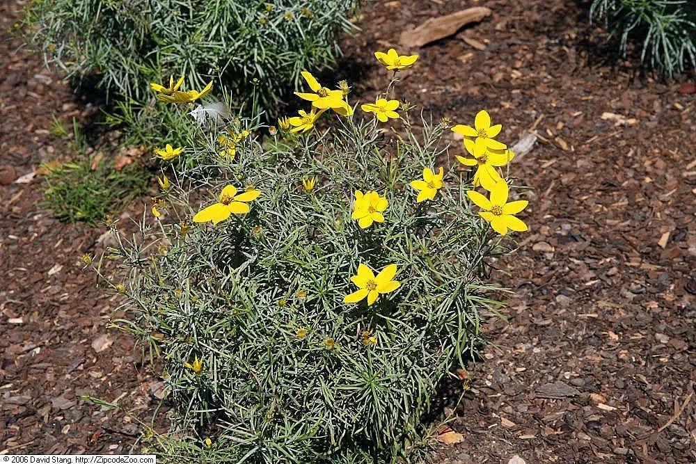Zagreb Thread Leaf Coreopsis (Coreopsis Verticillata 'Zagreb') — tolerating partial shade but with a potential reduction in bloom quantity